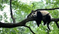 A giant panda rests on a tree 