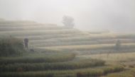  A man carrying a basket walks along the paddy fields early in the morning in Bhaktapur, Nepal, October 27, 2019. REUTERS/Monika Deupala/File Photo