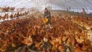A man provides water for chickens inside a greenhouse at a farm in Heihe, Heilongjiang province, China November 17, 2019. REUTERS/Stringer
