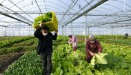 Farmers wearing face masks harvest vegetables at a farm following an outbreak of the novel coronavirus in the country, in Xianju county, Zhejiang province, China February 9, 2020. Picture taken February 9, 2020. China Daily via REUTERS