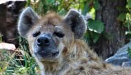 Pic: Twitter / Denver Zoo 