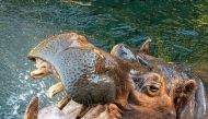 Instagram: San Diego Zoo
