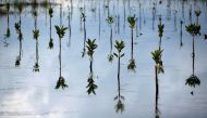 Newly planted mangrove trees are seen in Bebatu, a remote area near Tarakan, North Kalimantan province, Indonesia, October 19, 2021. REUTERS/Willy Kurniawan