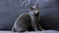 Midas, a four-month-old kitten born with four ears, is pictured at her home in Ankara, Turkey November 19, 2021. REUTERS/Cagla Gurdogan