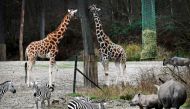 A rhinoceros meets giraffes and zebras on the savanna for the first time at a zoo in Arnhem, Netherlands February 10, 2022. REUTERS/Piroschka van de Wouw
