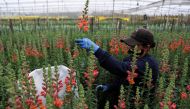 An employee cuts flowers inside a greenhouse, ahead of Valentine's Day, at the Plazoleta Flowers farm, in El Rosal, Colombia January 19, 2022. Picture taken January 19, 2022. REUTERS/Luisa Gonzalez