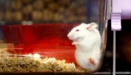FILE PHOTO: A mouse is seen in a plastic box at the Laboratory animal Services Center (LASC) of the University of Zurich in Schlieren, Switzerland, February 7, 2022. Picture taken February 7, 2022. REUTERS/Arnd Wiegmann/File Photo
