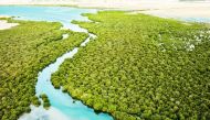 Al Thakira mangroves forest is a popular place for kayaking along with nature. Pic: Visit Qatar