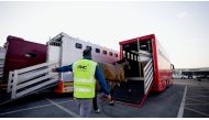 A staff from GWC’s Equestrian logistics unit during an event in Doha. 