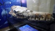 A Basilosaurus whale fossil dating back 36 million years is displayed at the Museum of Natural History after its discovery in the Ocucaje desert, in Lima, Peru March 17, 2022. REUTERS/Sebastian Castaneda