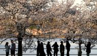 Early risers view cherry blossoms in peak bloom along the Tidal Basin in Washington, U.S., March 22, 2022. REUTERS/Kevin Lamarque
