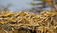 FILE PHOTO: Desert locusts are seen on a tree at a ranch near the town on Nanyuki in Laikipia county, Kenya, February 21, 2020. REUTERS/Baz Ratner
