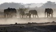 A family of elephants walk to a water pond at dusk in Amboseli national park, 290 km (188 miles) southeast of capital Nairobi, File.  REUTERS/Goran Tomasevic  