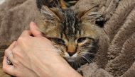 A one-eyed female cat, found in a destroyed house in the Ukrainian town of Volnovakha and evacuated by volunteers to Russia amid Ukraine-Russia conflict, sits in the arms of Svetlana, who adopted her, in Moscow, Russia April 9, 2022. Picture taken April 9, 2022. REUTERS/Evgenia Novozhenina