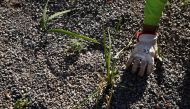 A man works in a yard with native plants better equipped to grow in a drier environment, while Chile is suffering its worst drought in decades, in a high-income neighborhood of Santiago, April 14, 2022. REUTERS/Ivan Alvarado