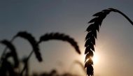 Ears of wheat are seen in a field near the village of Hrebeni in Kyiv region, Ukraine July 17, 2020. Picture taken July 17, 2020. REUTERS/Valentyn Ogirenko//File Photo

