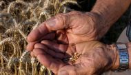 A French farmer displays grains of wheat as he harvests his field in Thun-L'Eveque, northern France, July 22, 2021. REUTERS/Pascal Rossignol/File Photo

