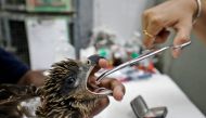 A vet provides medicine to an eagle after it was dehydrated due to heat at Jivdaya Charitable Trust, a non-governmental rehabilitation centre for birds and animals, during hot weather in Ahmedabad, India, May 11, 2022. REUTERS/Amit Dave

