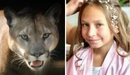 Representational photo of cougar alongside the photo of the nine-year-old girl 