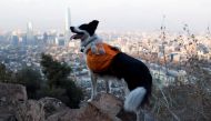 A dog Border Collie named Sam, is pictured as it searches garbage for keeping clean the metropolitan park (Parquemet) in Santiago, Chile May 31, 2022. Reuters/Sofia Yanjari 