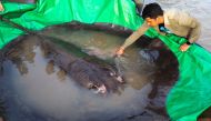 The world's biggest freshwater fish, a giant stingray, at Koh Preah island in the Mekong River south of Stung Treng province, Cambodia, on June 14, 2022. Reuters