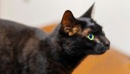 Rowdy the Cat after being captured on July 13, 2022, at Logan Airport in Boston. (Photo credit: Massport)