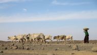 A woman drives a herd of cattle to a river side in Adadle district, Biyolow Kebele in Somali region of Ethiopia, in this undated handout photograph. (World Food Programme/Handout via REUTERS) 