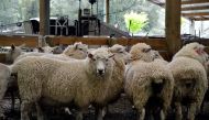 Sheep ready to be shorn are pictured on the property of sheep farmer Roger Barton in New Zealand's Wairarapa region, November 14, 2014. REUTERS/Naomi Tajitsu

