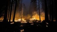 The Washburn Fire burns near the Mariposa Grove in Yosemite National Park in Wawona, California, U.S. July 11, 2022. REUTERS/Tracy Barbutes

