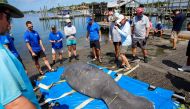 The SeaWorld Rescue team along with US Fish & Wildlife Service, and the Florida Fish and Wildlife Conservation Commission prepare to release a manatee, which had been found in Texas waters suffering from cold stress, flipper damage and other ailments before being rehabilitated in San Antonio for seven months, at Pete's Pier in Crystal River, Florida, US, July 27, 2022. (REUTERS/Octavio Jones)