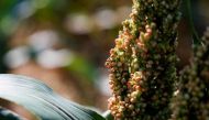 A view shows a sorghum plant near Saint-Escobille, France, August 11, 2022. REUTERS/Sarah Meyssonnier