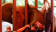 Vets and animal experts from the FOUR PAWS International, perform dental procedure of a 16 year-old elephant, Madhubala, at the zoo in Karachi, Pakistan, August 17, 2022. (REUTERS/Akhtar Soomro) 