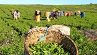 Workers pick tea leaves at a plantation in Nandi Hills, in Kenya's highlands region west of capital Nairobi. File Photo / Reuters
