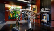 The skeleton of a dinosaur named Zephyr, measuring 1.3 metres in height for 3 metres long which lived around 150 million years ago, is displayed before its auction at Drouot auction house in Paris, France, September 7, 2022. (REUTERS/Sarah Meyssonnier)