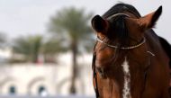 Photo source: Qatar Equestrian Federation & Modern Pentathlon (QEFMP) Twitter