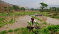 A laborer throws rice saplings as others plant them in another field in Karjat, India, March 1, 2016. REUTERS/Danish Siddiqui/File Photo