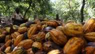 Farmers break cocoa pods at a cocoa farm in Soubre, Ivory Coast, on January 6, 2021. File Photo / Reuters