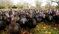 File photo: Turkeys are seen in the fields of Kings Coppice Farm, Cookham, Britain. (Reuters/Matthew Childs)