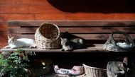 Cats rest at Noah's Ark Animal Shelter in Budapest, Hungary, November 2, 2022. File Photo / Reuters