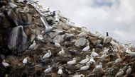 A view shows the colony of northern gannets on the Rouzic island of the Sept-Iles archipelago, a bird reserve affected by a severe epidemic of bird flu, off the coast of Perros-Guirec in Brittany, France, September 5, 2022. (REUTERS/Stephane Mahe)