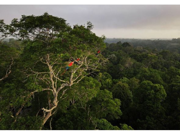 Representational file photo showing Macaws sitting on a tree at the Amazon rainforest in Manaus, Amazonas State, Brazil October 26, 2022. REUTERS/Bruno Kelly/File Photo