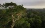 Representational file photo showing Macaws sitting on a tree at the Amazon rainforest in Manaus, Amazonas State, Brazil October 26, 2022. REUTERS/Bruno Kelly/File Photo