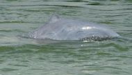 File photo for representational purposes showing a dolphin in the Mekong River in Phnom Penh. AFP.