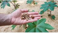 Seeds of the castor oil plant (Ricinus communis)which can be used to make the deadly poison ricin. Bernd Thissen / dpa/AFP
