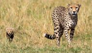A cheetah and her cub walk on the plains in Masai Mara game reserve, Southwest of Kenya's capital Nairobi, on November 1, 2012. Picture taken on November 1, 2012. File Photo / Reuters