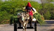 A veiled woman villager carries harvest on a bullock cart on the outskirts of Ajmer in India's desert state of Rajasthan on February 28, 2023. (Photo by Himanshu Sharma / AFP)

