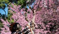 A young woman takes a photo of a doll as people come out to Ueno Park to see the early cherry blossoms in Tokyo on March 14, 2023. Photo by Richard A. Brooks / AFP