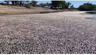 This image grab from a video taken on March 17, 2023 courtesy of Graeme McCrabb shows dead fish clogging a river near the town of Menindee in New South Wales. - Millions of dead and rotting fish have clogged a vast stretch of river near a remote town in the Australian Outback as a searing heatwave sweeps through the region. (Photo by Handout / Courtesy of Graeme McCrabb / AFP)