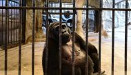 This photograph taken through a glass facade on March 9, 2023 shows Thailand's only gorilla, a female named 'Bua Noi' or Little Lotus, looking on from behind the bars of her cage at the Pata Zoo in Bangkok. (Photo by Manan Vatsyayana / AFP) / 