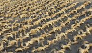 This handout picture released by the Egyptian Ministry of Antiquities on March 25, 2023, shows mummified ram heads uncovered in recent excavations at the temple of Ramses II in Abydos. (Photo by Egyptian Ministry of Antiquities / AFP)